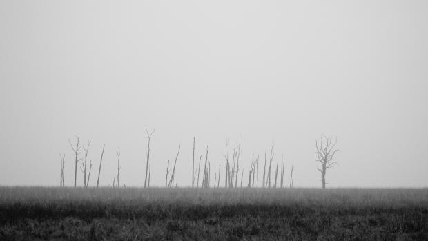 barren field with dead plants