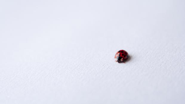a ladybug on a white background