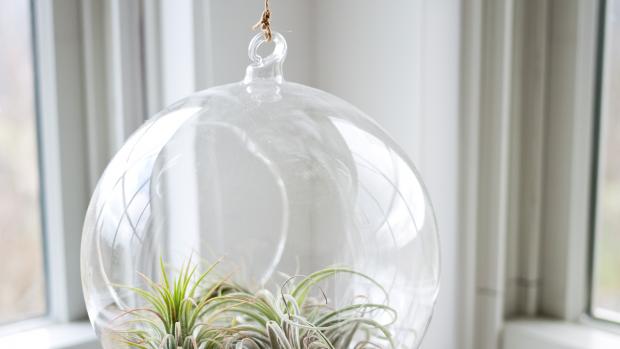 plant in a glass bulb