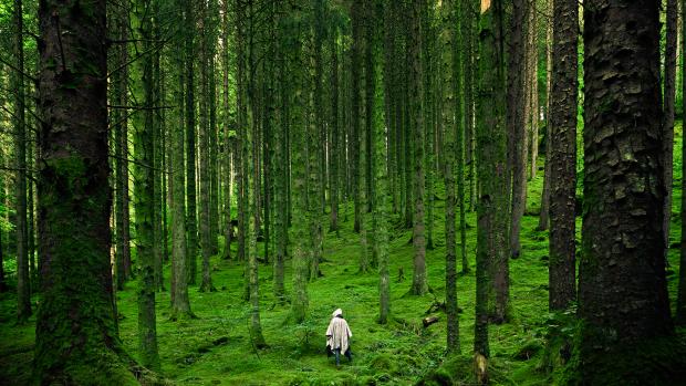 man in green forest