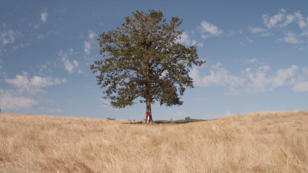 a little boy hugging a tree